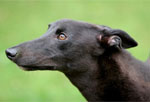 Lincolnshire Greyhound Rescue